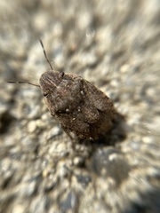 Sciocoris cursitans
