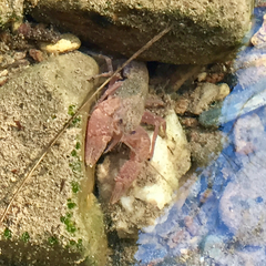 Fallicambarus tenuis