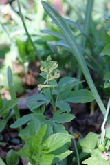 Corydalis cava marschalliana
