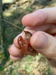 Fallicambarus tenuis