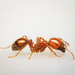 Hormiga de Fuego Tropical - Photo (c) Reynante Martinez, algunos derechos reservados (CC BY), subido por Reynante Martinez