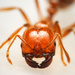 Geminata-group Fire Ants - Photo (c) Reynante Martinez, some rights reserved (CC BY), uploaded by Reynante Martinez