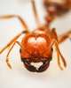 Geminata-group Fire Ants - Photo (c) Reynante Martinez, some rights reserved (CC BY), uploaded by Reynante Martinez