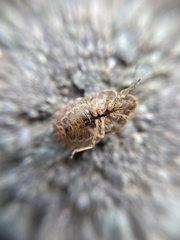 Sciocoris macrocephalus