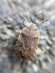 Sciocoris macrocephalus