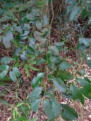 Ilex formosana