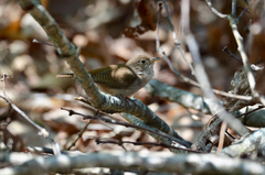 Troglodytes aedon aedon