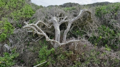 Dovyalis rotundifolia