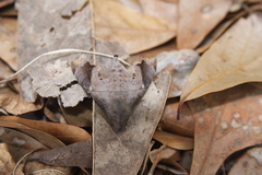 Enyo lugubris