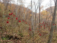 Schisandra chinensis