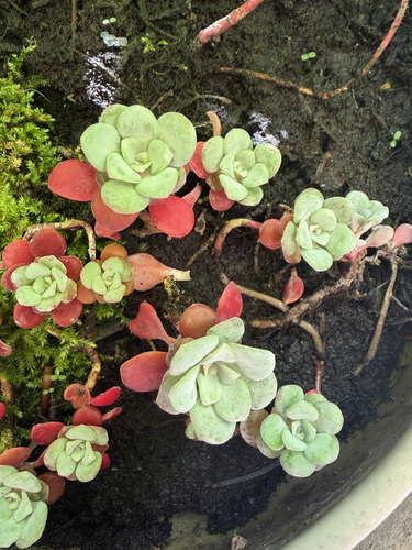 Broad-leaved Stonecrop