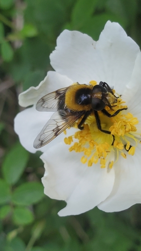 Bumble Bee Hover Fly