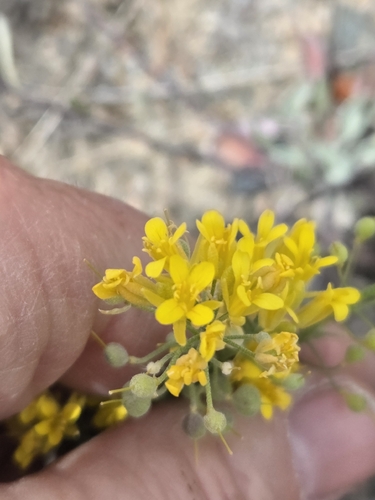 Physaria douglasii, 2026-05-23