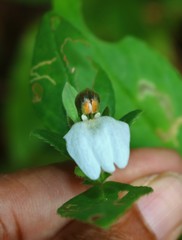 Cynarospermum asperrimum