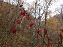 Schisandra chinensis