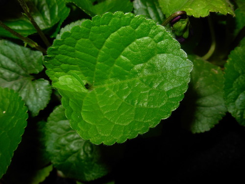 Kvapioji našlaitė nuotrauka