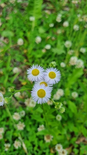 annual fleabane