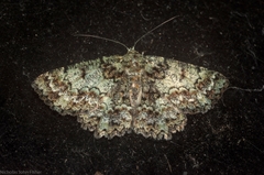 Hypodoxa conspurcata