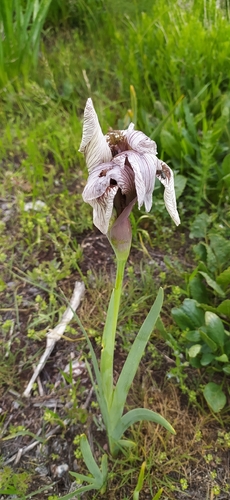 Iris korolkowii