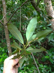 Cryptocarya concinna