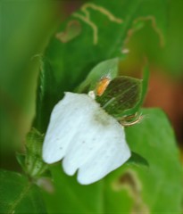 Cynarospermum asperrimum