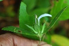 Cynarospermum asperrimum