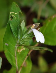 Cynarospermum asperrimum