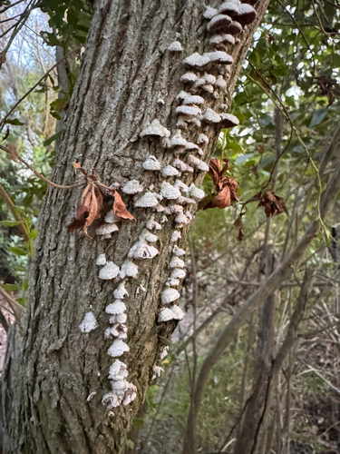 iNaturalist observation photo of splitgill mushroom