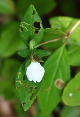 Cynarospermum asperrimum
