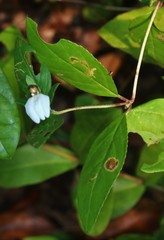 Cynarospermum asperrimum