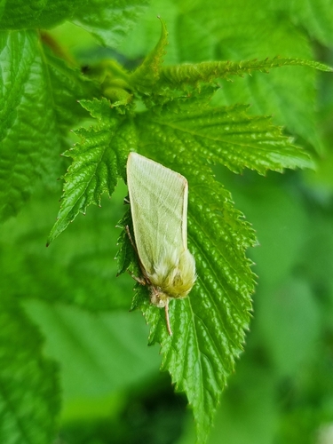 Pseudoips sylpha