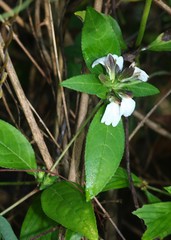 Cynarospermum asperrimum