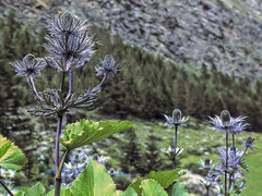 Eryngium alpinum