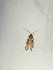 Semioscopis steinkellneriana