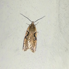 Semioscopis steinkellneriana
