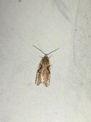 Semioscopis steinkellneriana
