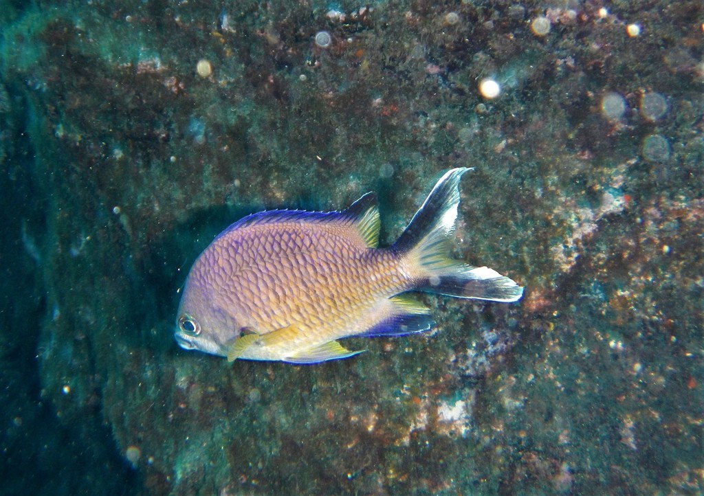 Photo of Azores chromis (Chromis limbata)