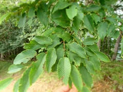 Carpinus japonica