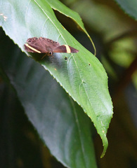 Abisara fylla