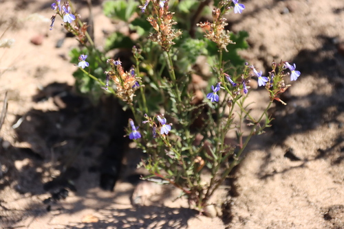 Lobelia comosa