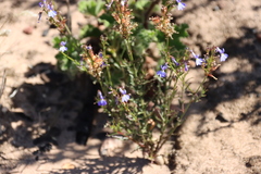 Lobelia comosa