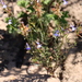 Lobelia comosa