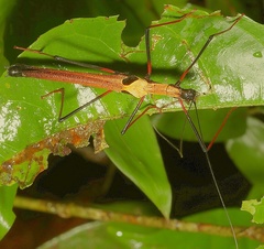 Pseudophasma scabriusculum