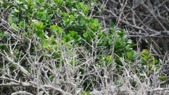 Dovyalis rotundifolia