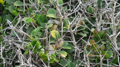 Dovyalis rotundifolia