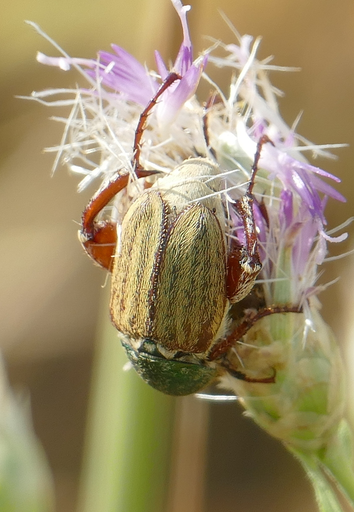 Glaphyrus micans