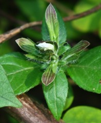 Cynarospermum asperrimum
