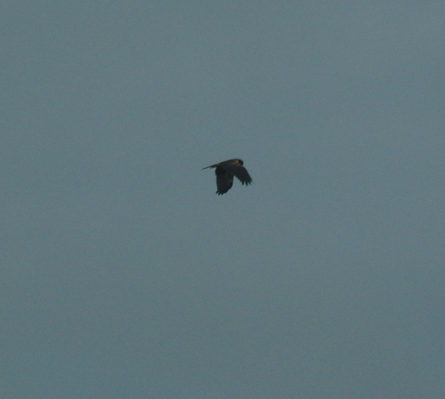 iNaturalist image