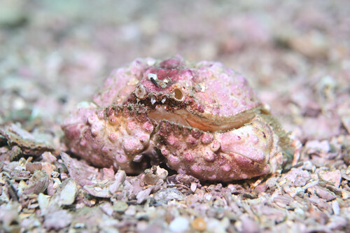 Calappa gallus observed 2026-05-21