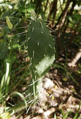 Opuntia triacanthos